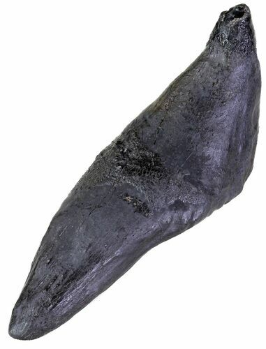 Fossil Sperm Whale Tooth - South Carolina #63549